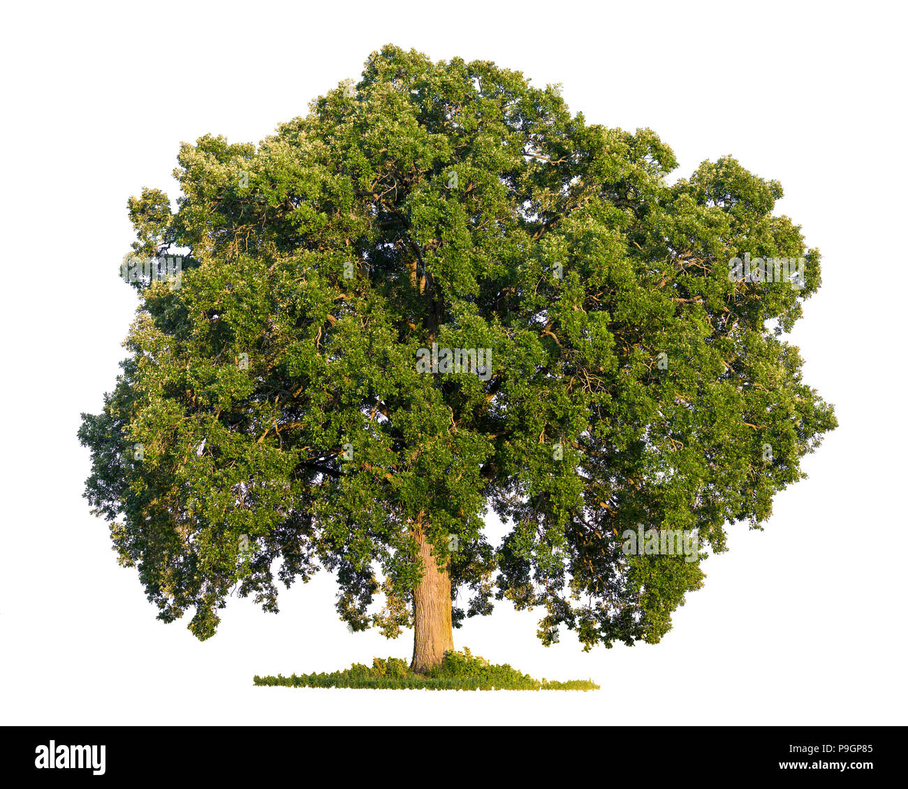 A bur oak tree (Quercus macrocarpa) isolated on a white background. Stock Photo