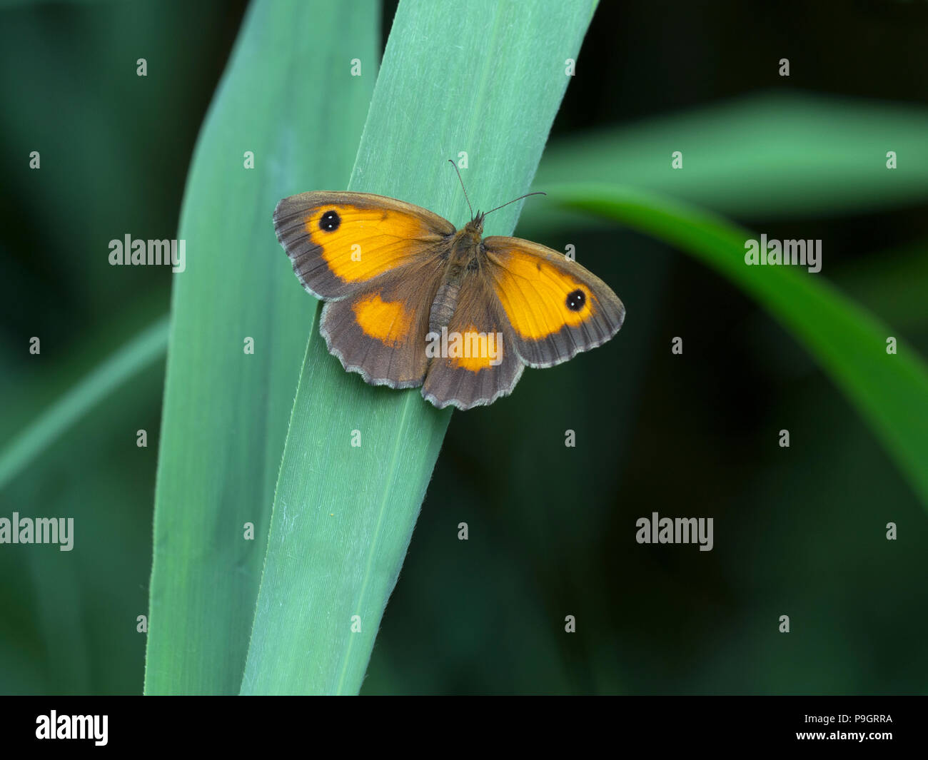 Gatekeeper Butterfly Pyronia tithonus resting Stock Photo - Alamy