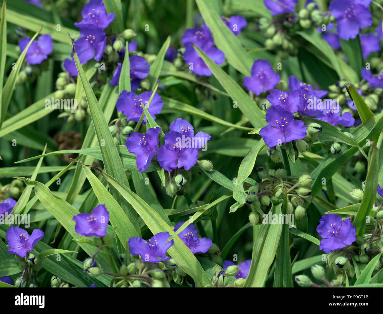 Zigzag spiderwort Tradescantia subaspera Stock Photo