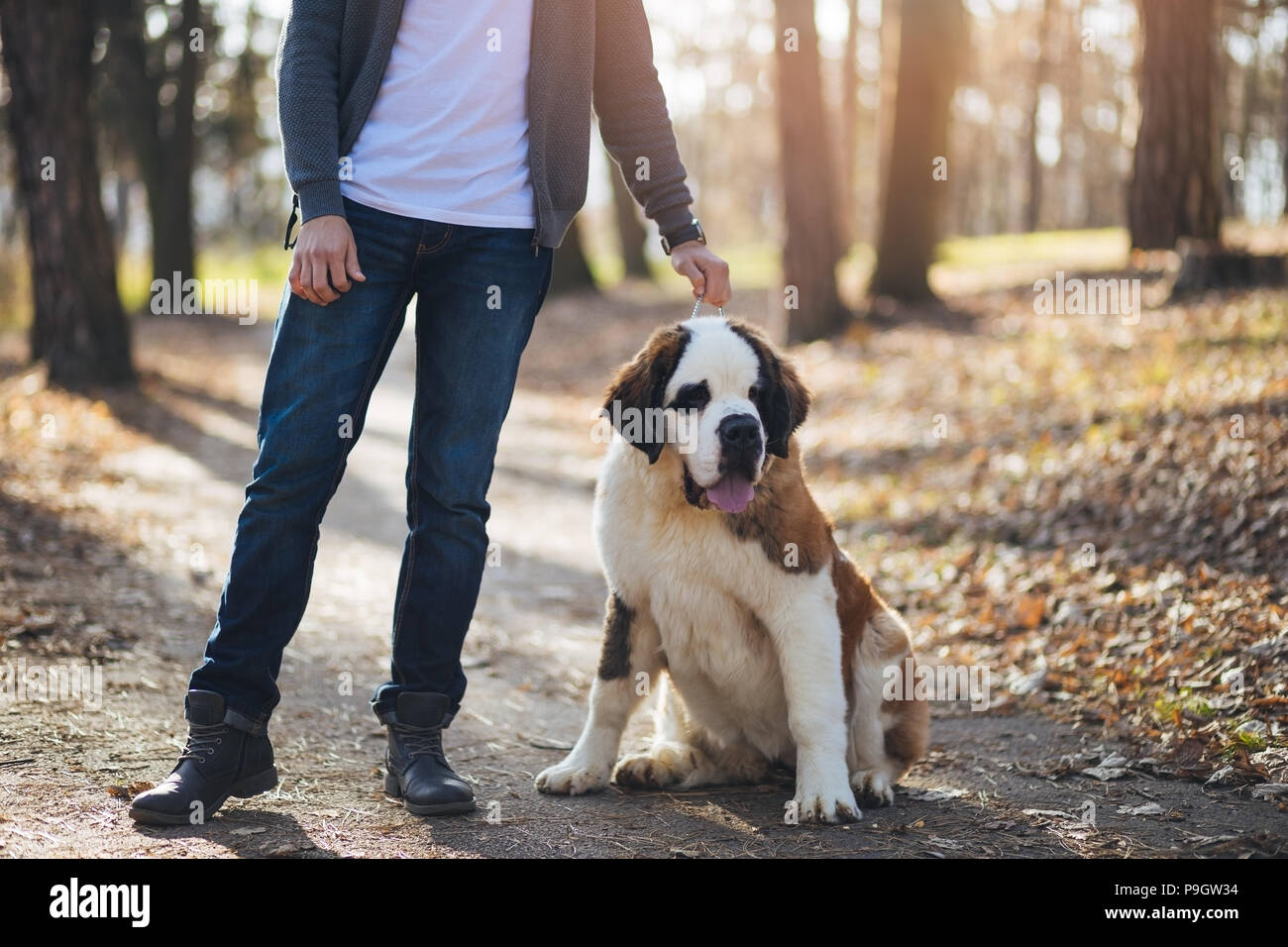 Casually dressed man enjoying outdoors with his Sent Bernard puppy ...