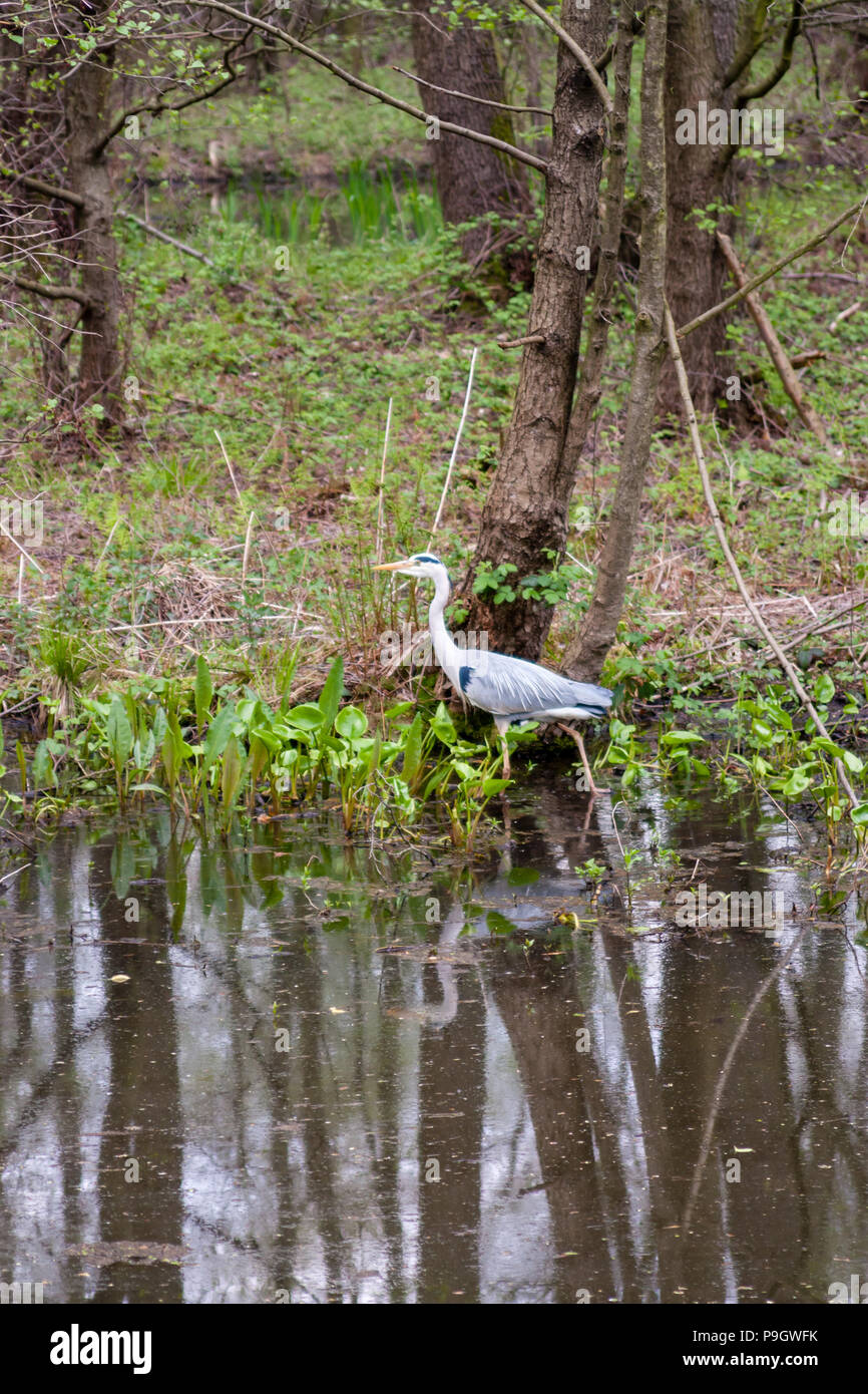 Gray Heron hunting in shallow water in nature reserve Boberg in Hamburg, Germany. Stock Photo