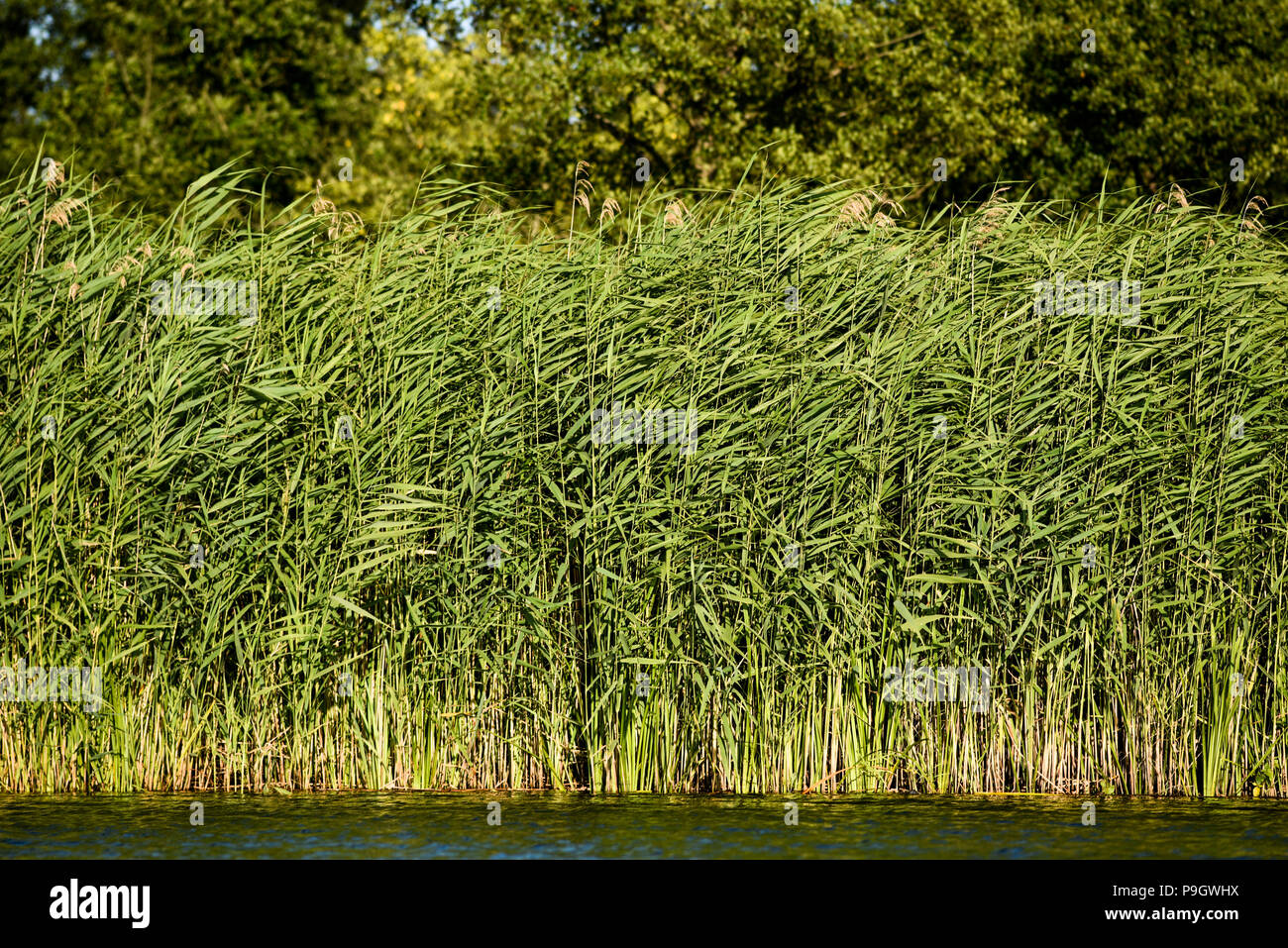 Reed growing on the river, summer in Poland. Stock Photo
