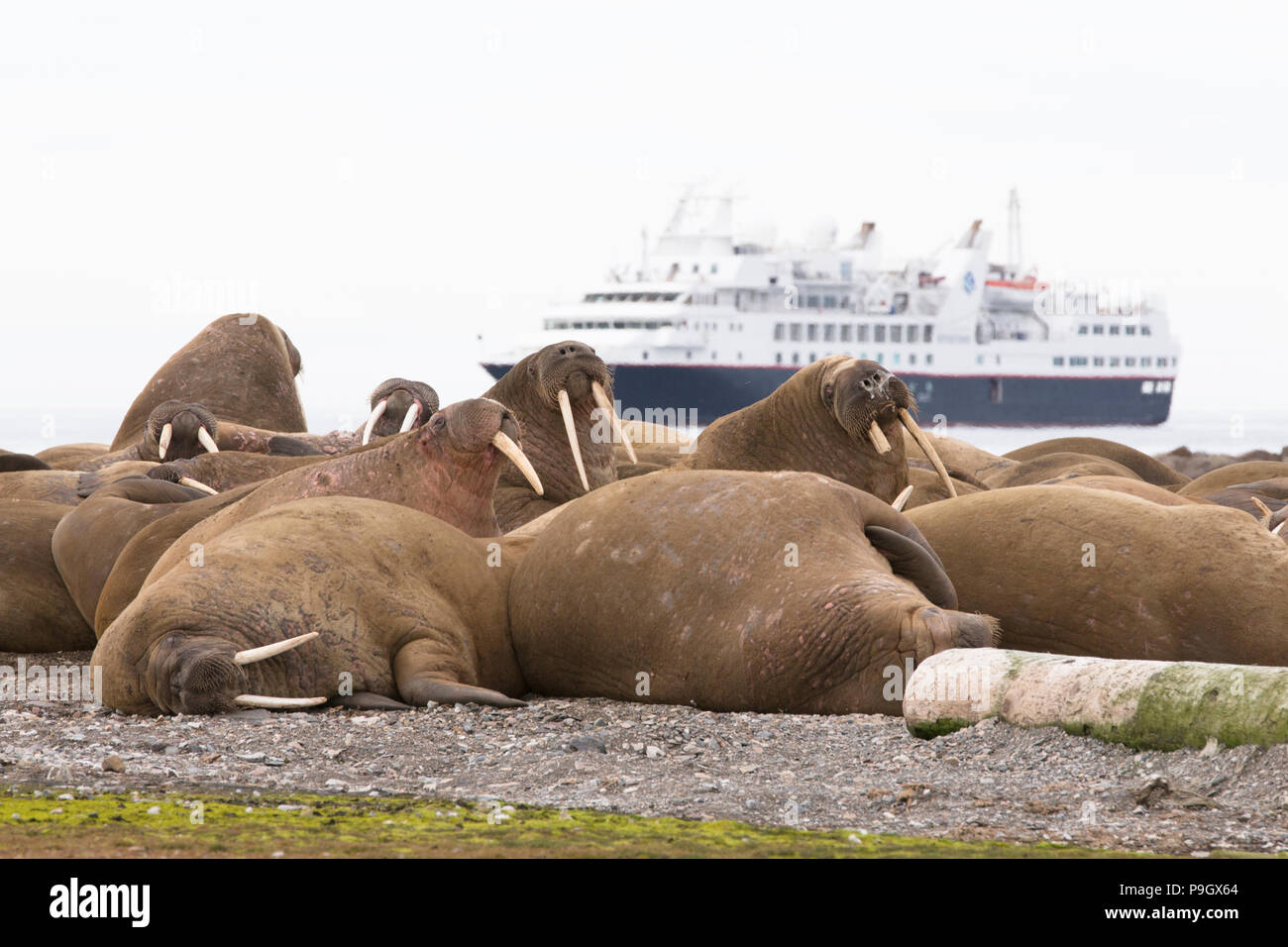 Walrus (Odobenus rosmarus) in Svalbard Stock Photo