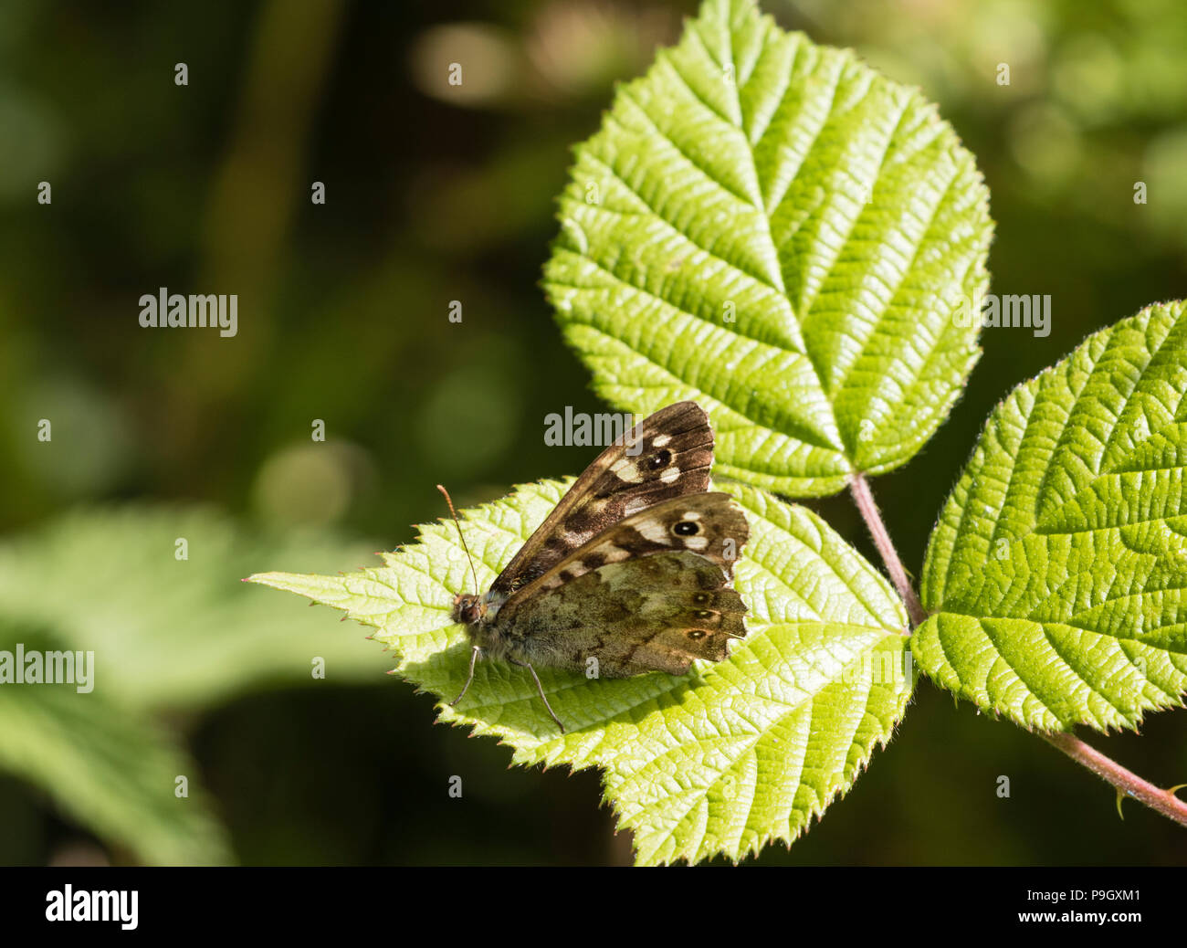 Speckled Wood butterfly on bramble leaves, Shropshire-Wales Border near Knighton Stock Photo