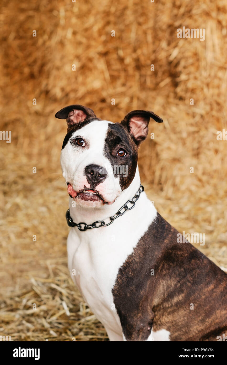 American staffordshire terrier, amstaff, stafford, copy space Stock Photo