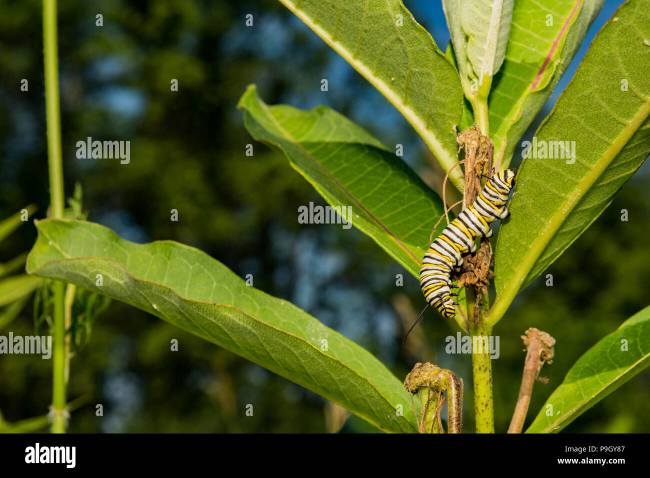 Monarch Caterpillar (Danaus plexippus Stock Photo - Alamy