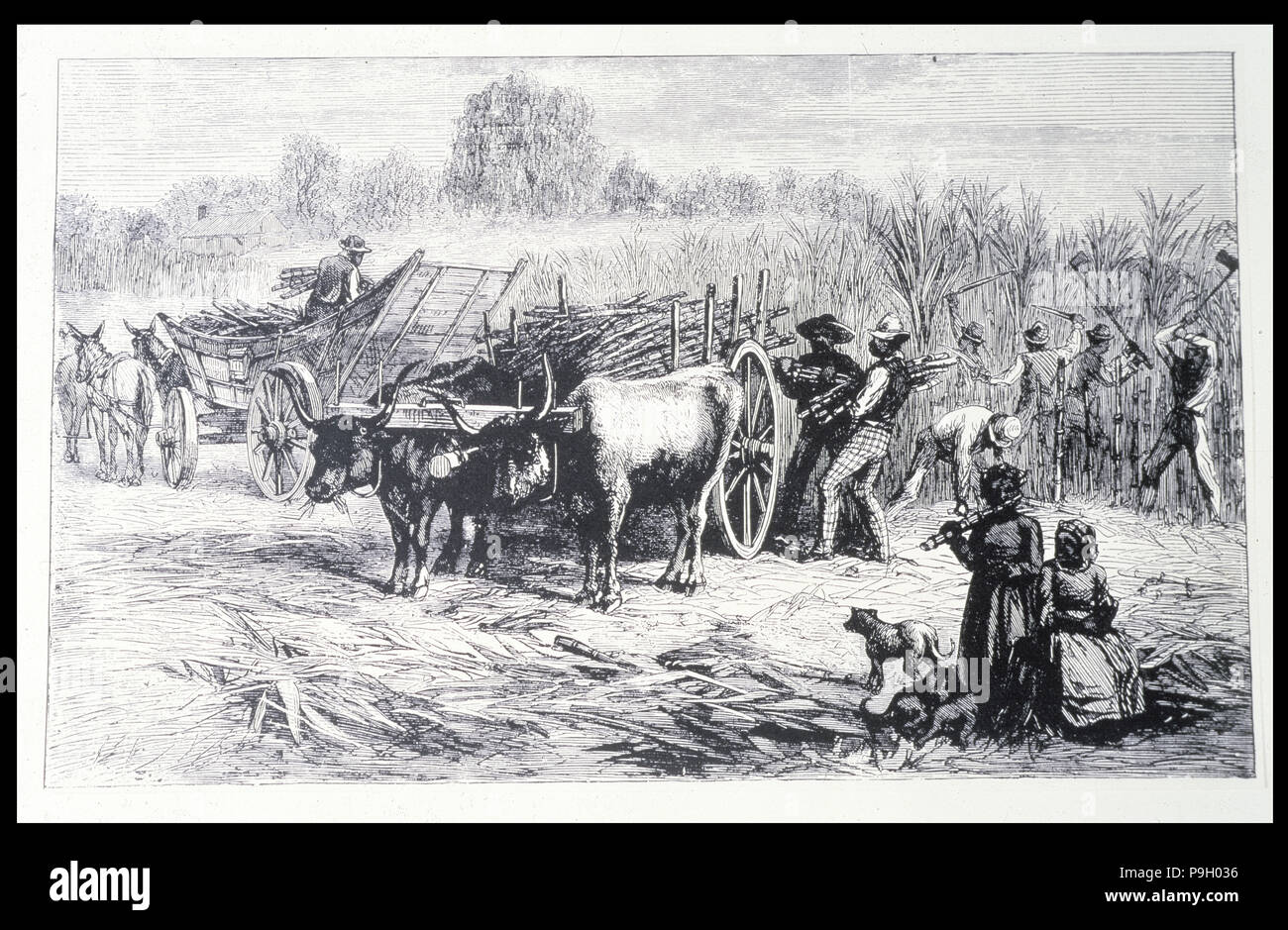 Sugar cane plantation history hires stock photography and images Alamy