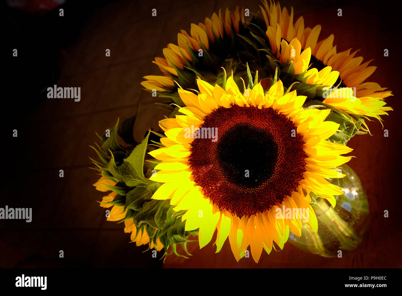 Annual sunflower hires stock photography and images Alamy