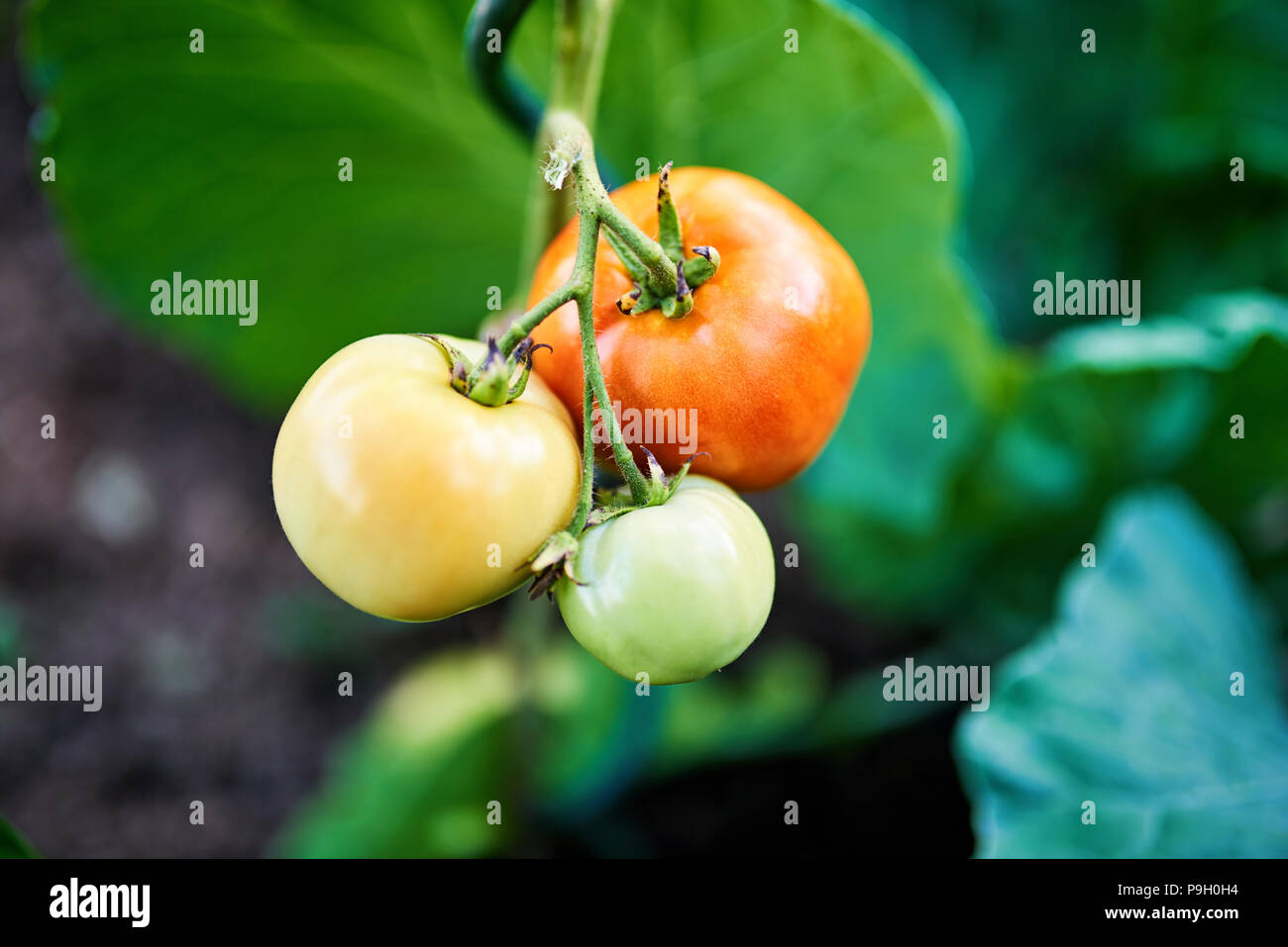 Freshly natural tomatoes growing on a branch in a greenhouse Stock ...