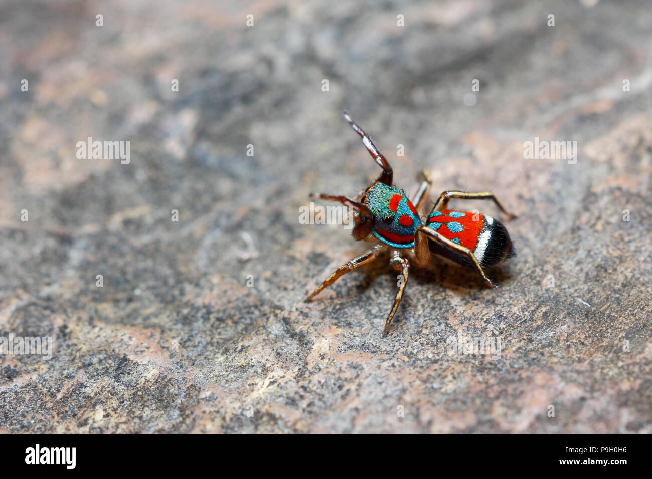 Colorful jumping spider / Metallic jumper spider (Siler semiglaucus)(female) on rock background (taken from Thailand, Southeast Asia) Stock Photo