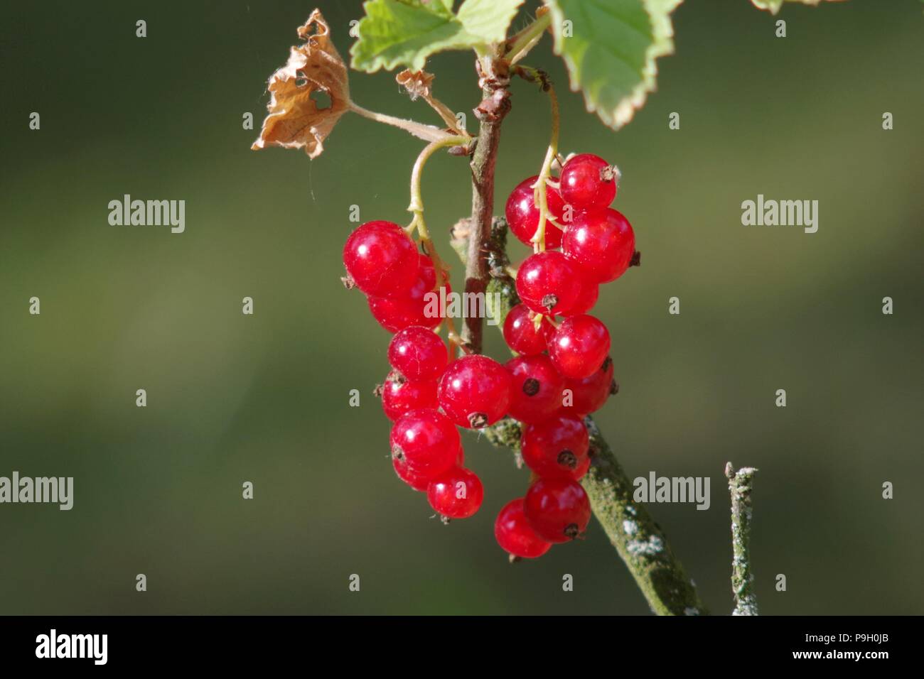 Red currant in sunlight (Ribes spicatum) Stock Photo