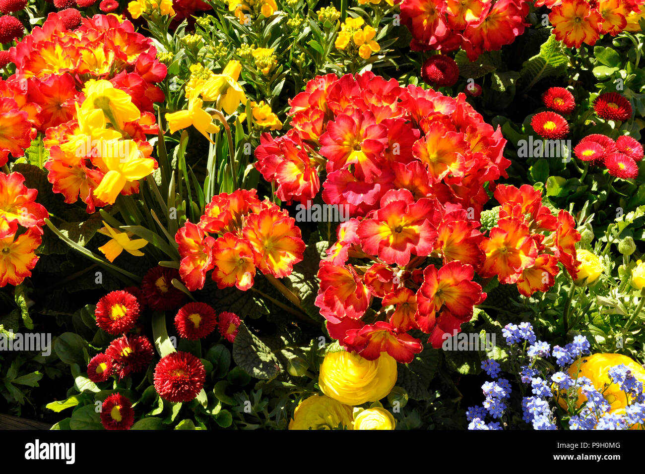 Flowers,buttercup,daffodils,cowslip,daisy Stock Photo