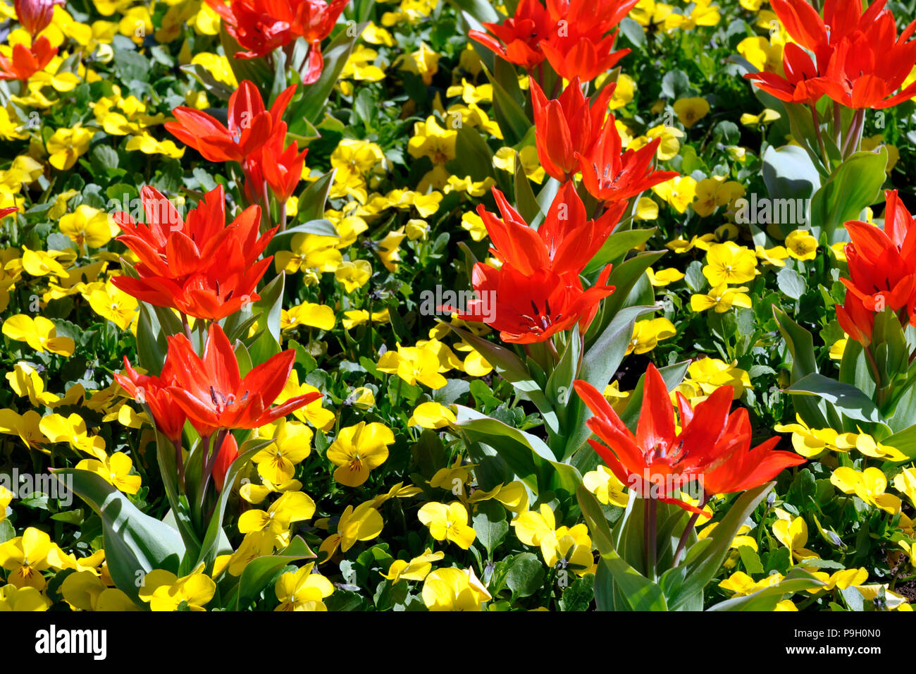 Flowers,violets,tulip Stock Photo