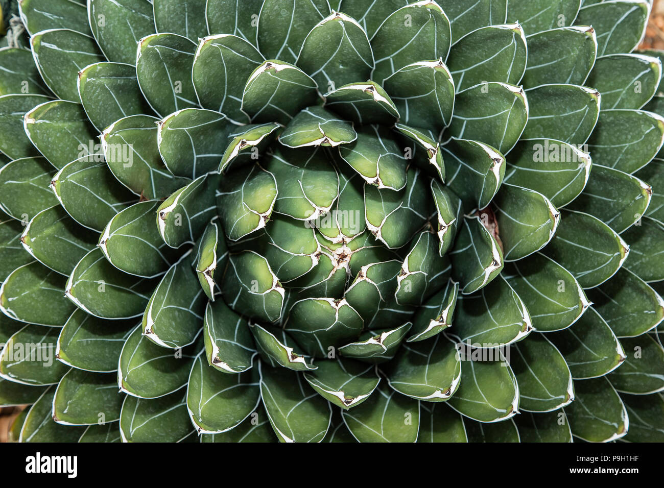 Agave victoriae-reginae - cactus or succulent Stock Photo