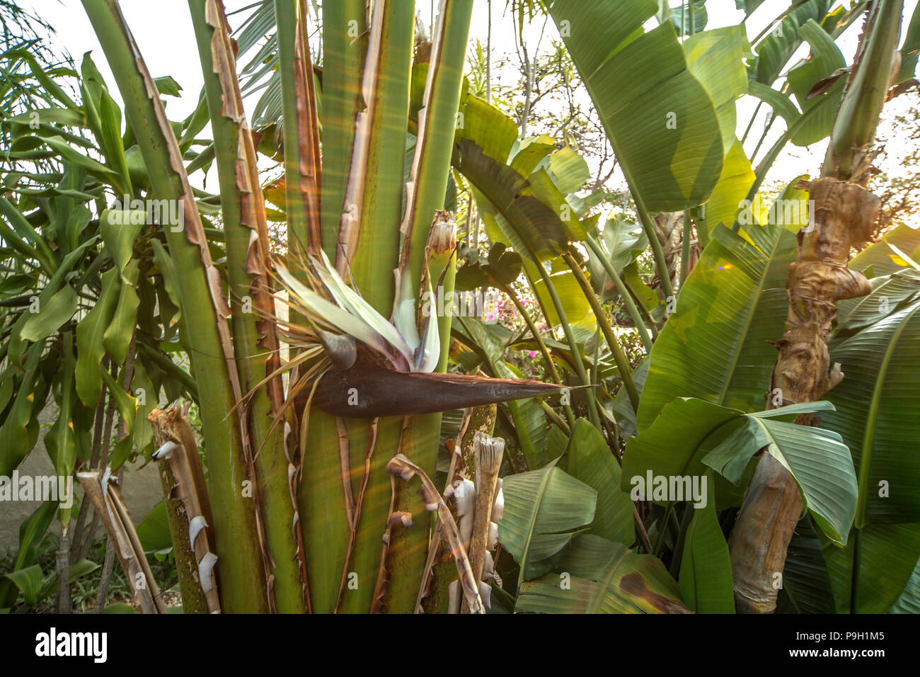 strelitzia allergie Paradiesvogelblume Strelitzie - Strelitzia reginae humilis