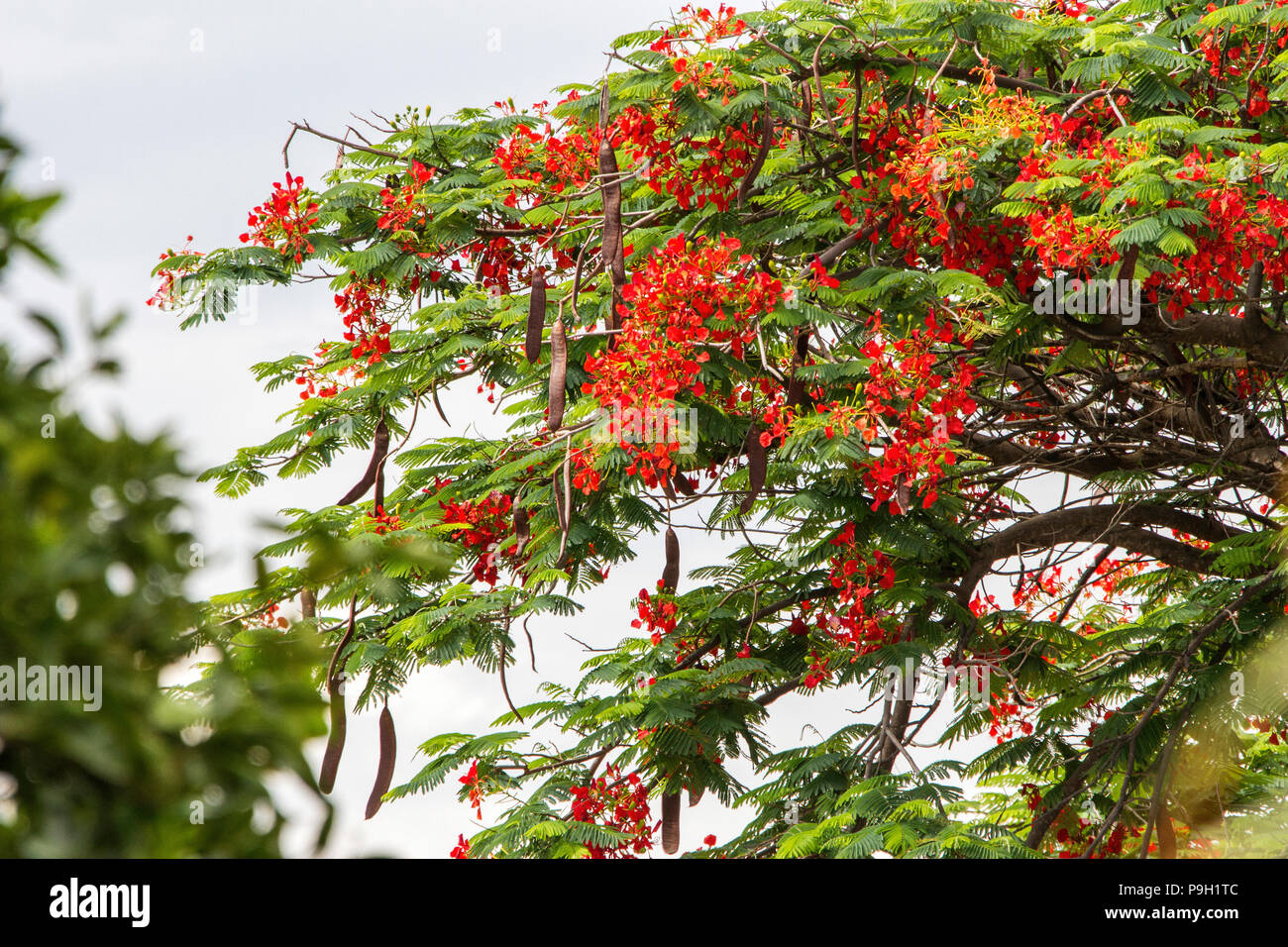 tree with red flowers and seed pods