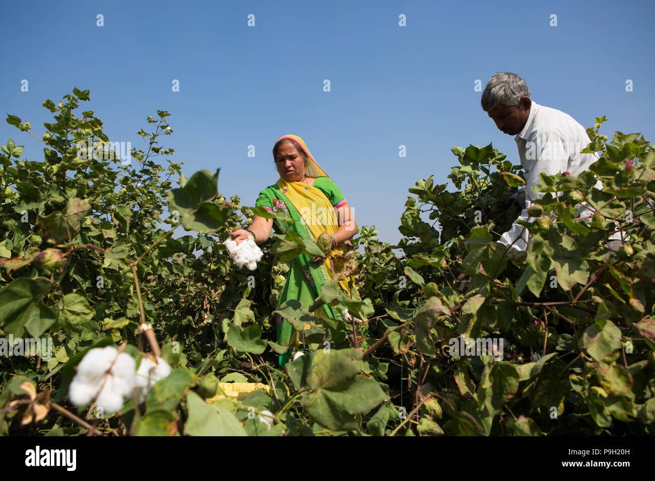 Husband and wife farmers harvesting cotton on their farm in Ahmedabad, India. Stock Photo