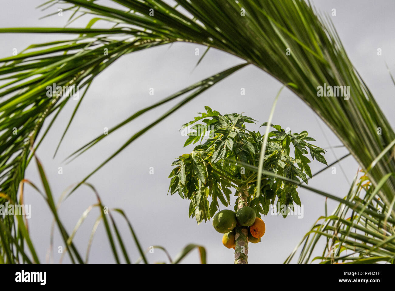 Paw-Paw tree - Asimina triloba - with green and orange fruit. Stock Photo
