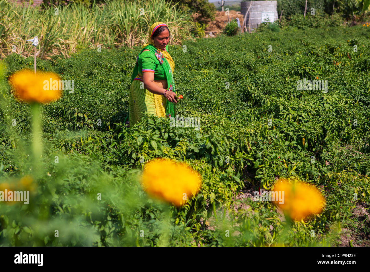 A farmer picking chillies on their farm in Ahmedabad, India. Stock Photo