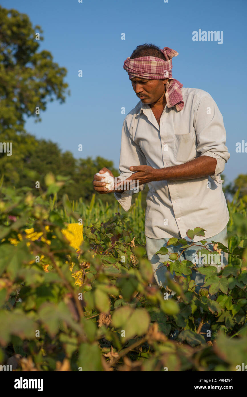 A male farmer picking cotton in his cotton fields on his family farm, India. Stock Photo