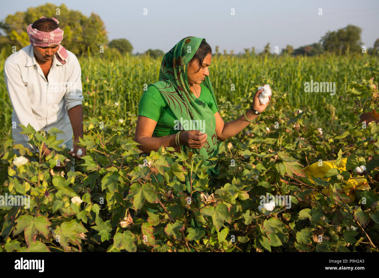 Husband and wife farmers harvesting their organic cotton on their farm ...