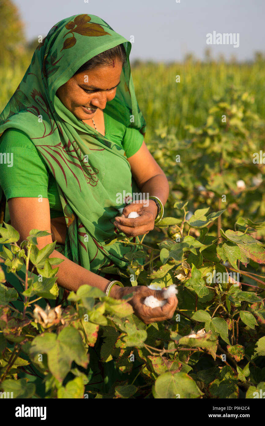 Picking cotton hires stock photography and images Alamy
