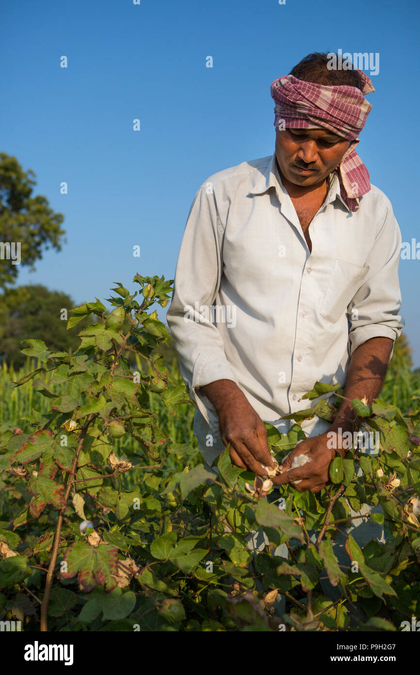 Cotton farm picking hires stock photography and images Alamy
