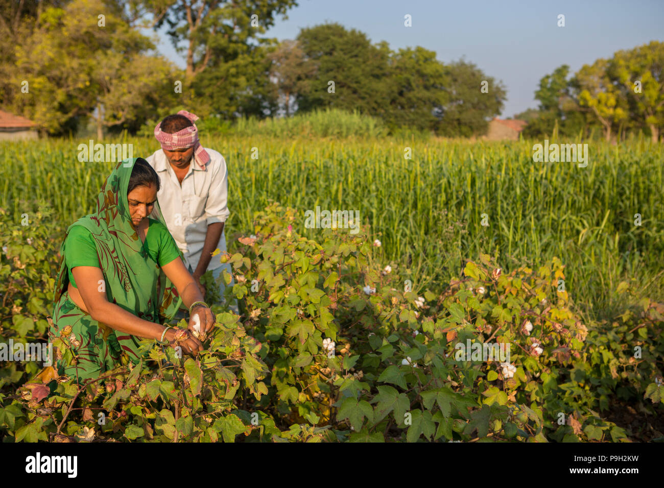 Husband and wife farmers harvesting their organic cotton on their farm ...