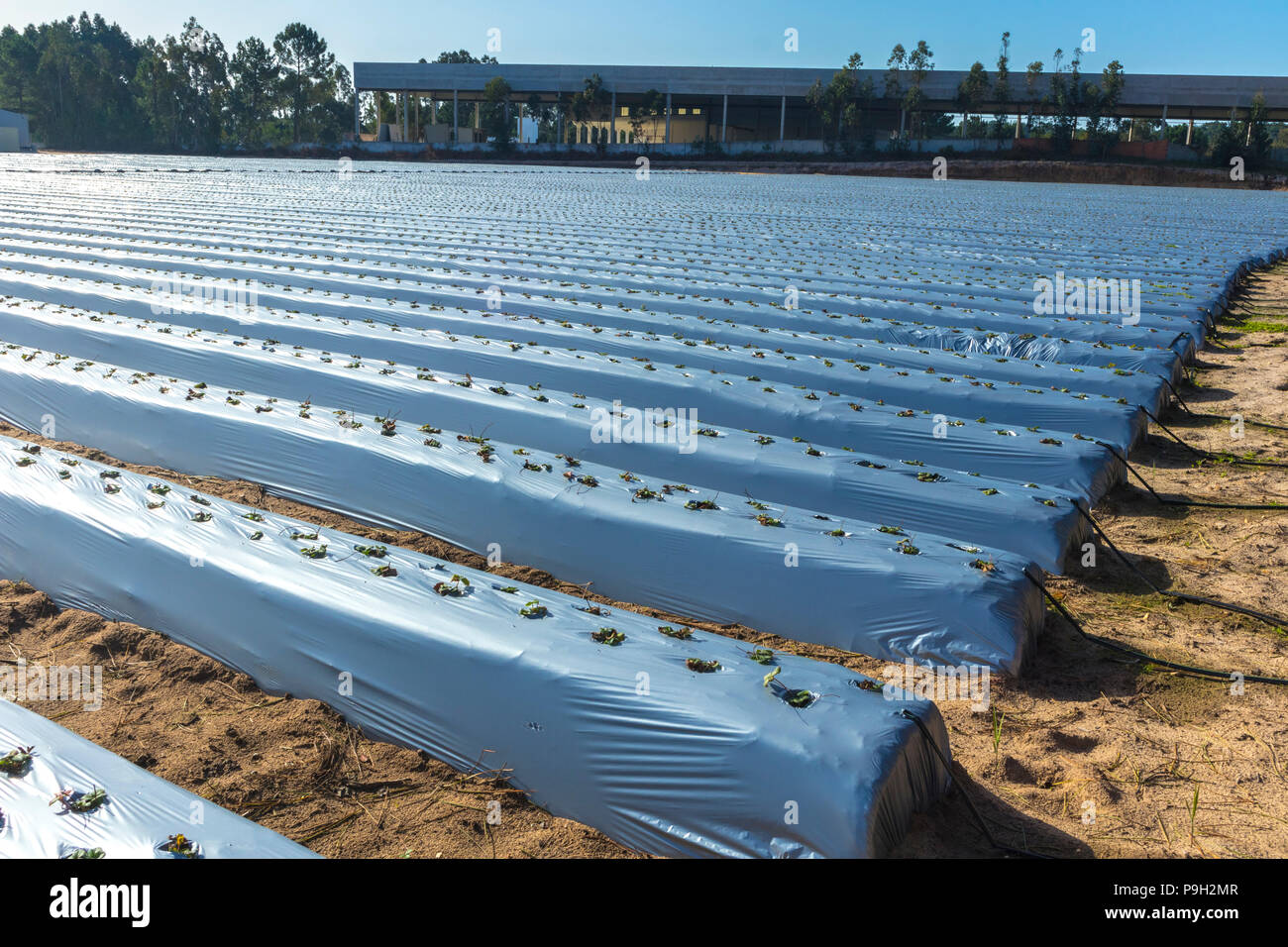 Rows of grey plastic covered raised strawberry beds with irrigation tubes inserted in the ends. Portugal Stock Photo