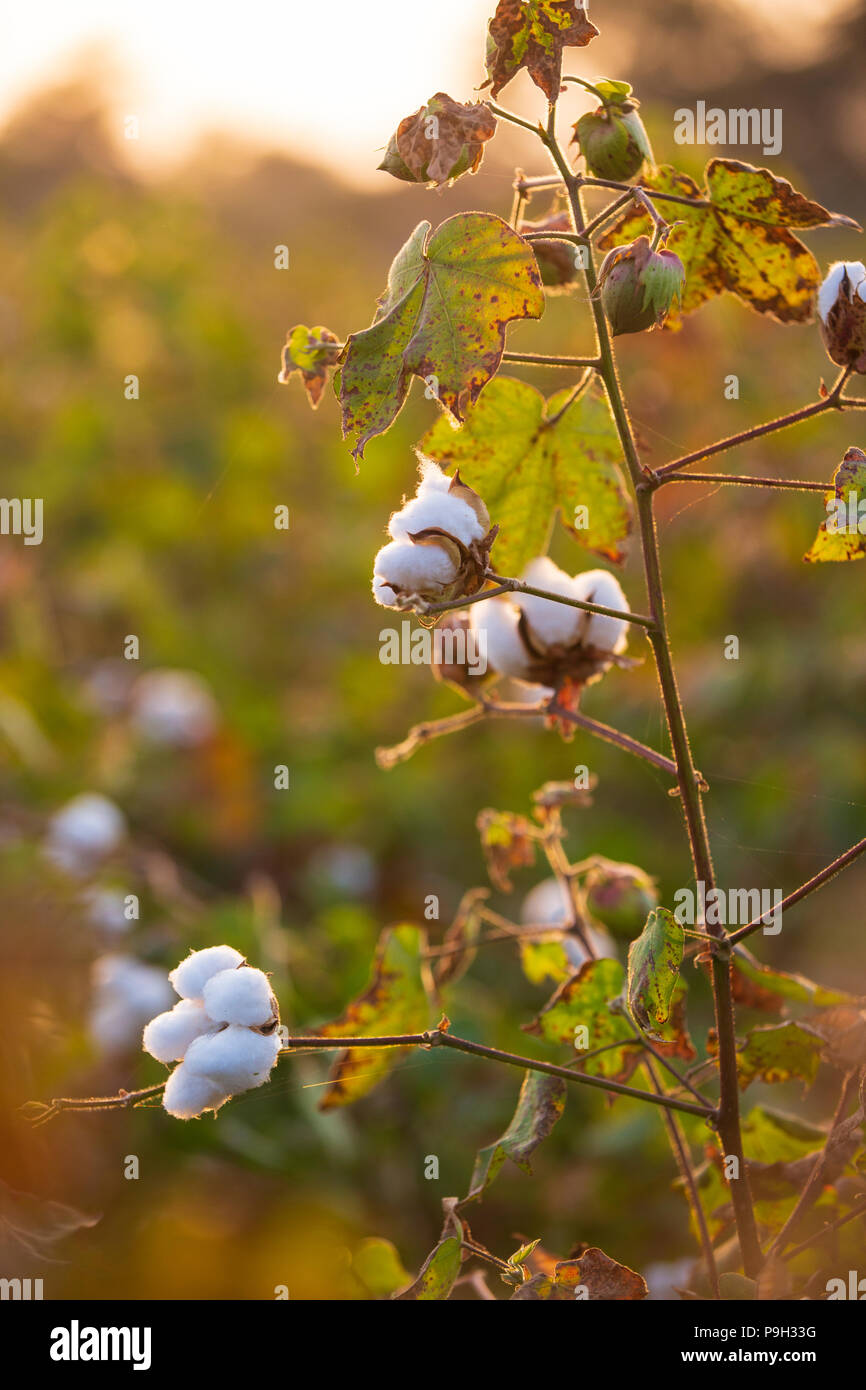 Cotton plant india hires stock photography and images Alamy
