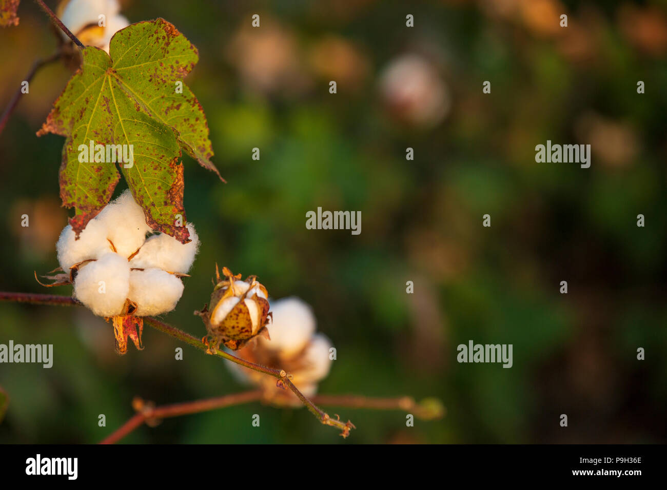 Cotton plant india hires stock photography and images Alamy