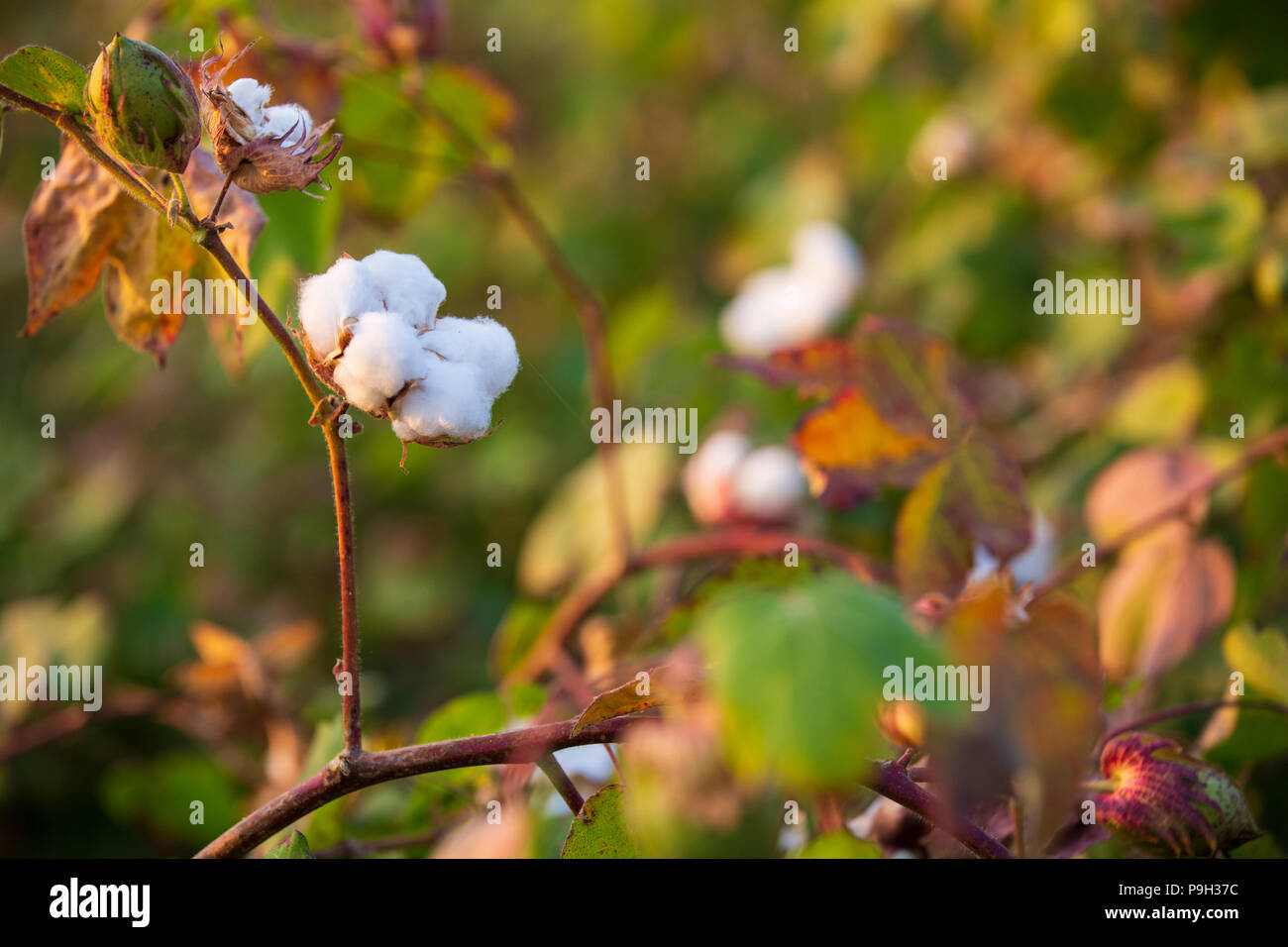Cotton plant india hires stock photography and images Alamy
