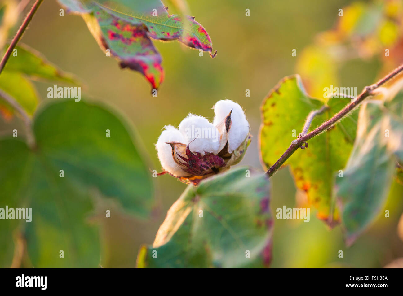 Cotton plant india hires stock photography and images Alamy