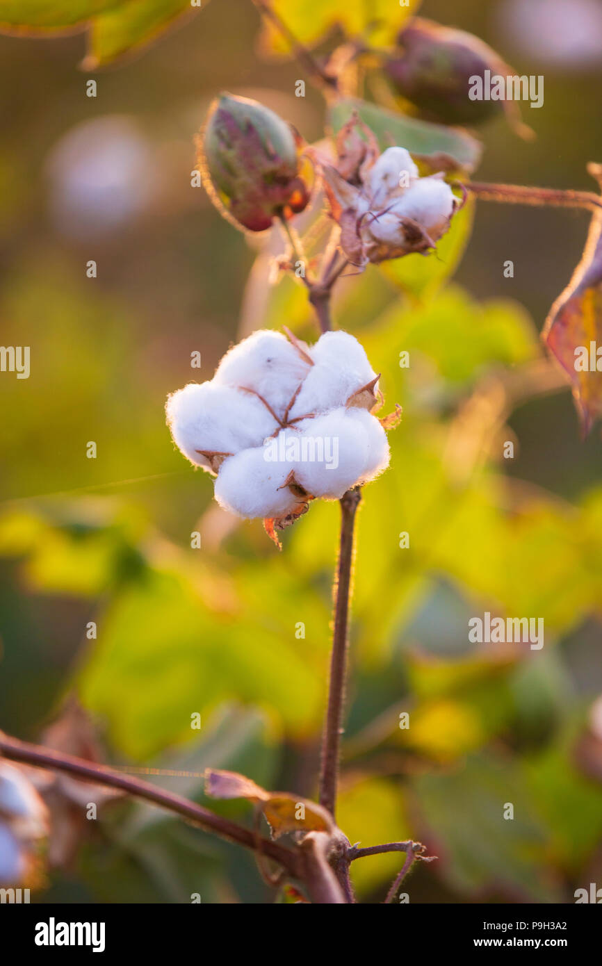 Organic cotton balls growing on cotton plants in India Stock Photo Alamy