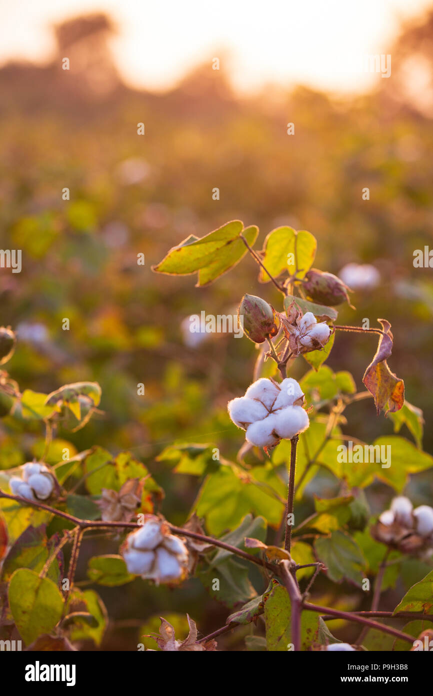 Organic cotton balls growing on cotton plants in India Stock Photo Alamy
