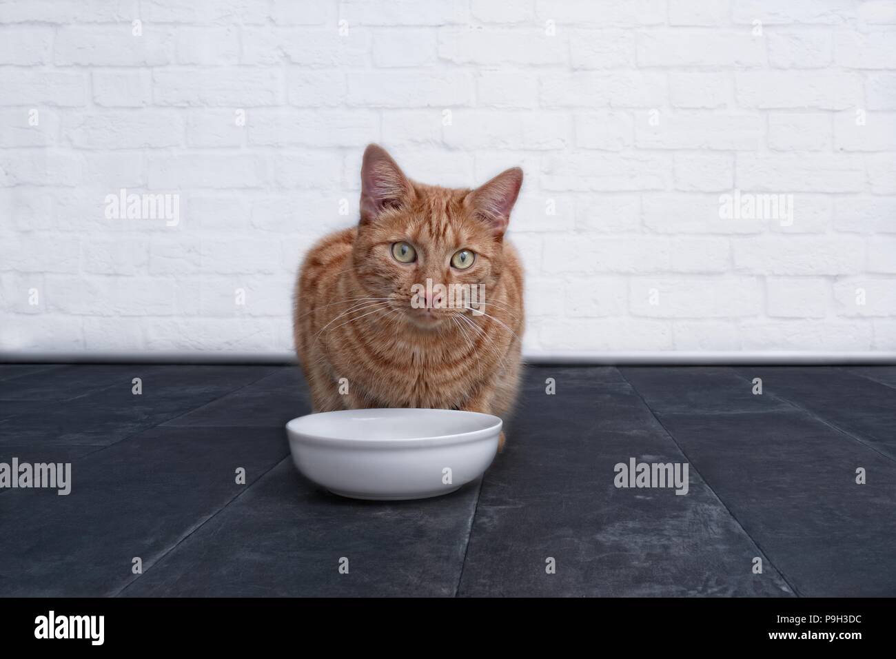 Cute ginger cat waiting for food. Stock Photo