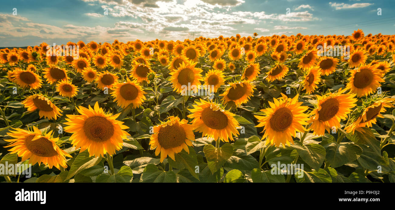 Blooming sunflower crop field on sunny summer day Stock Photo