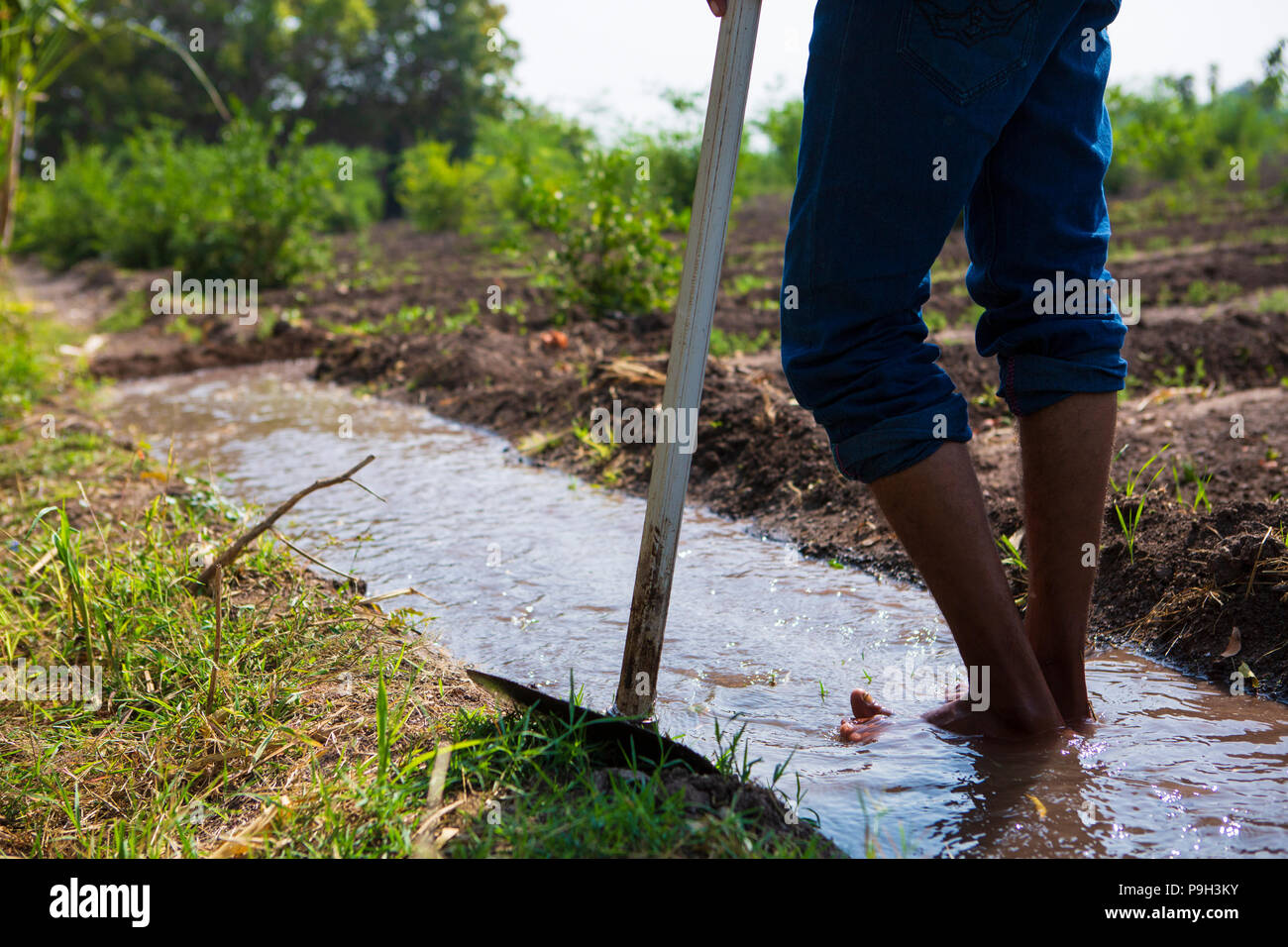 A farmer watering his plants using flood irrigation. This is extremely time consuming and wastes a lot of water. Stock Photo