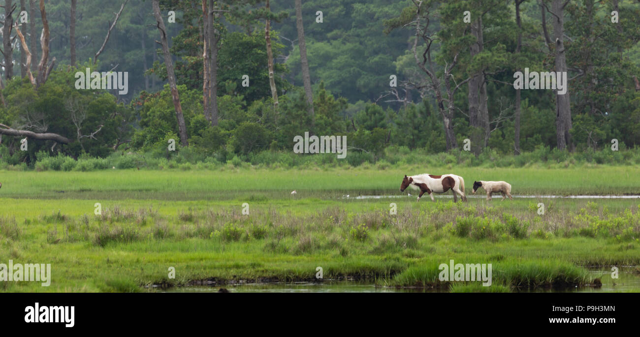 Assateague Island National Seashore, Virginia, Wild horses of Assateague Island feeding in the marsh lands Stock Photo