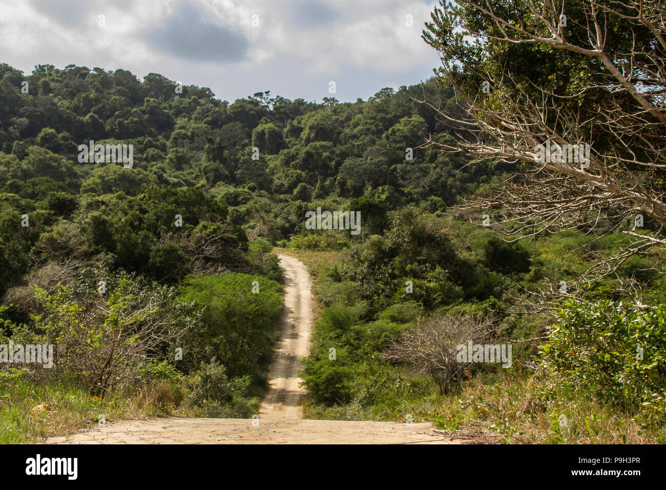 A dirt track heading through the dense woodland of the St Lucia  iSimangaliso Wetlands park in South Africa. Stock Photo