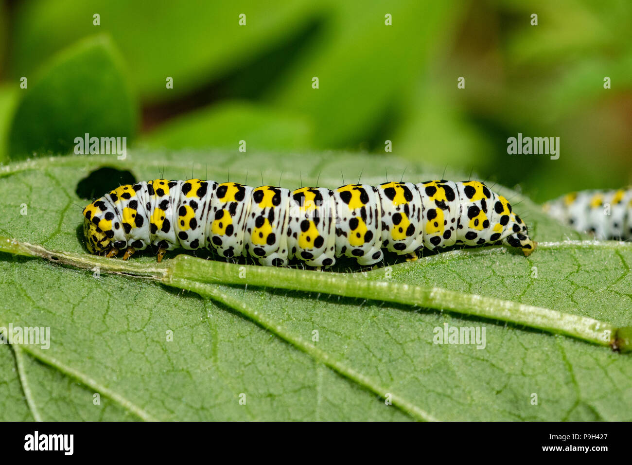 Large mullein moth caterpillar Stansted, Essex Stock Photo