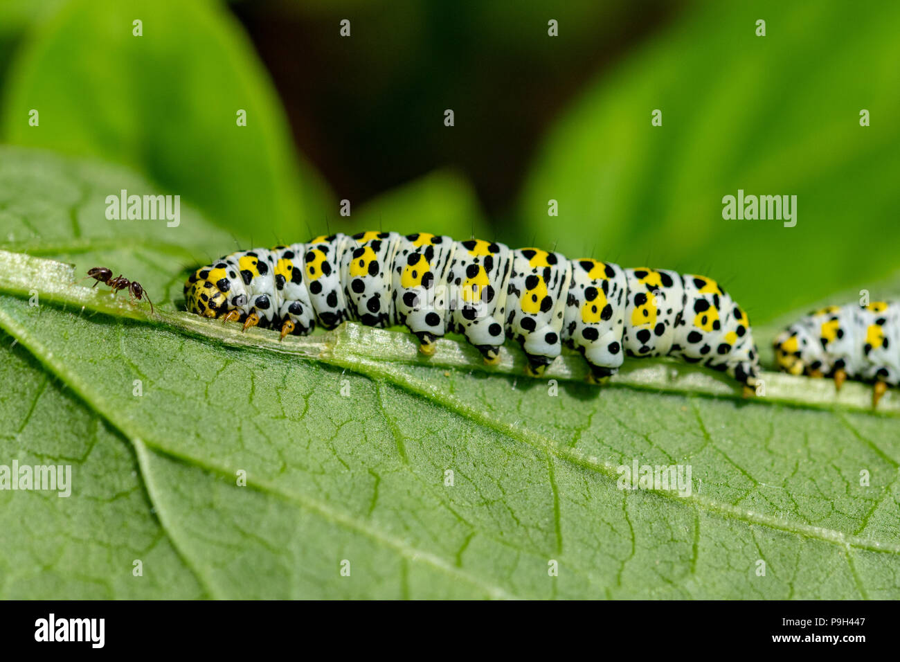 Single ant walking towards the head of a large mullein moth caterpillar Stansted, Essex Stock Photo