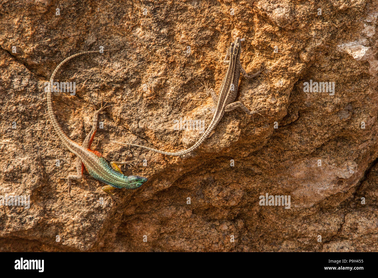 A male and female Augrabies or Broadley's flat lizard - Platysaurus broadleyi - on a rock at Augrabies Falls National Park, South Africa. Stock Photo