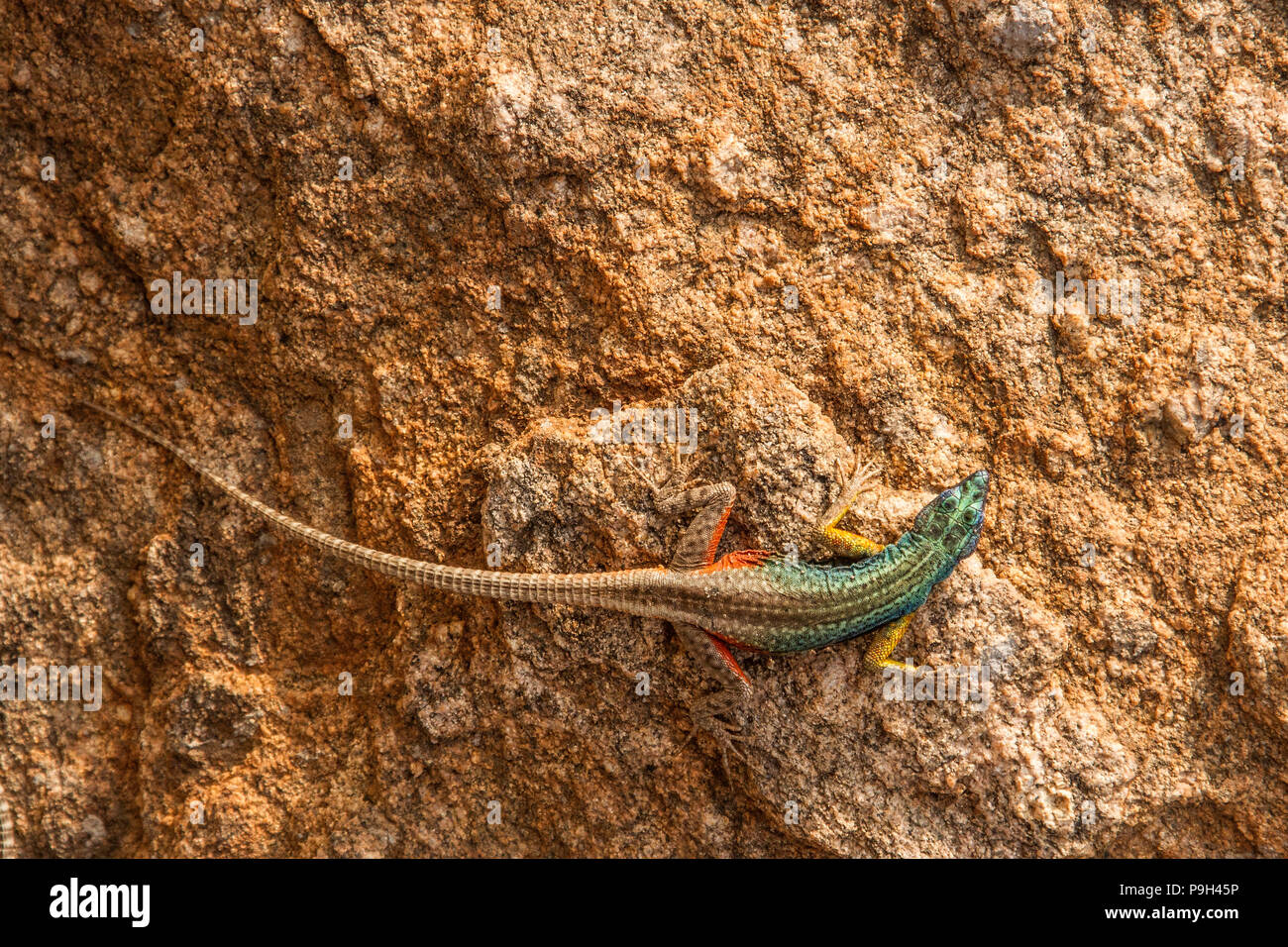 A brightly coloured male Augrabies or Broadley's flat lizard - Platysaurus broadleyi - on a rock at Augrabies Falls National Park, South Africa. Stock Photo