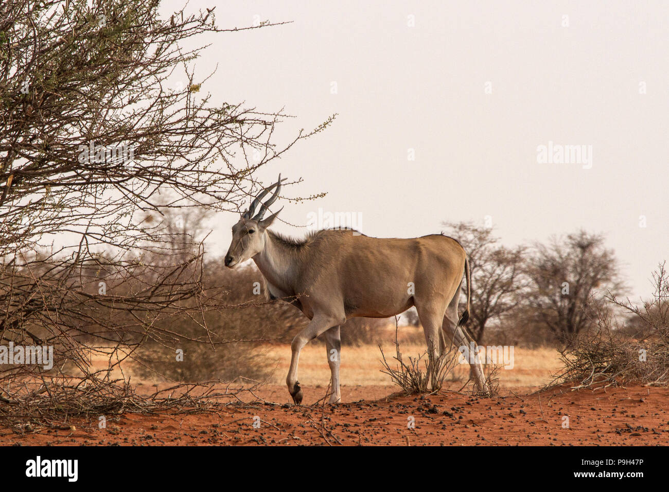 A Common Eland - Taurotragus oryx - southern eland or eland antelope -  - walking through bush on the edge of the red kalahari desert in Eastern Namib Stock Photo