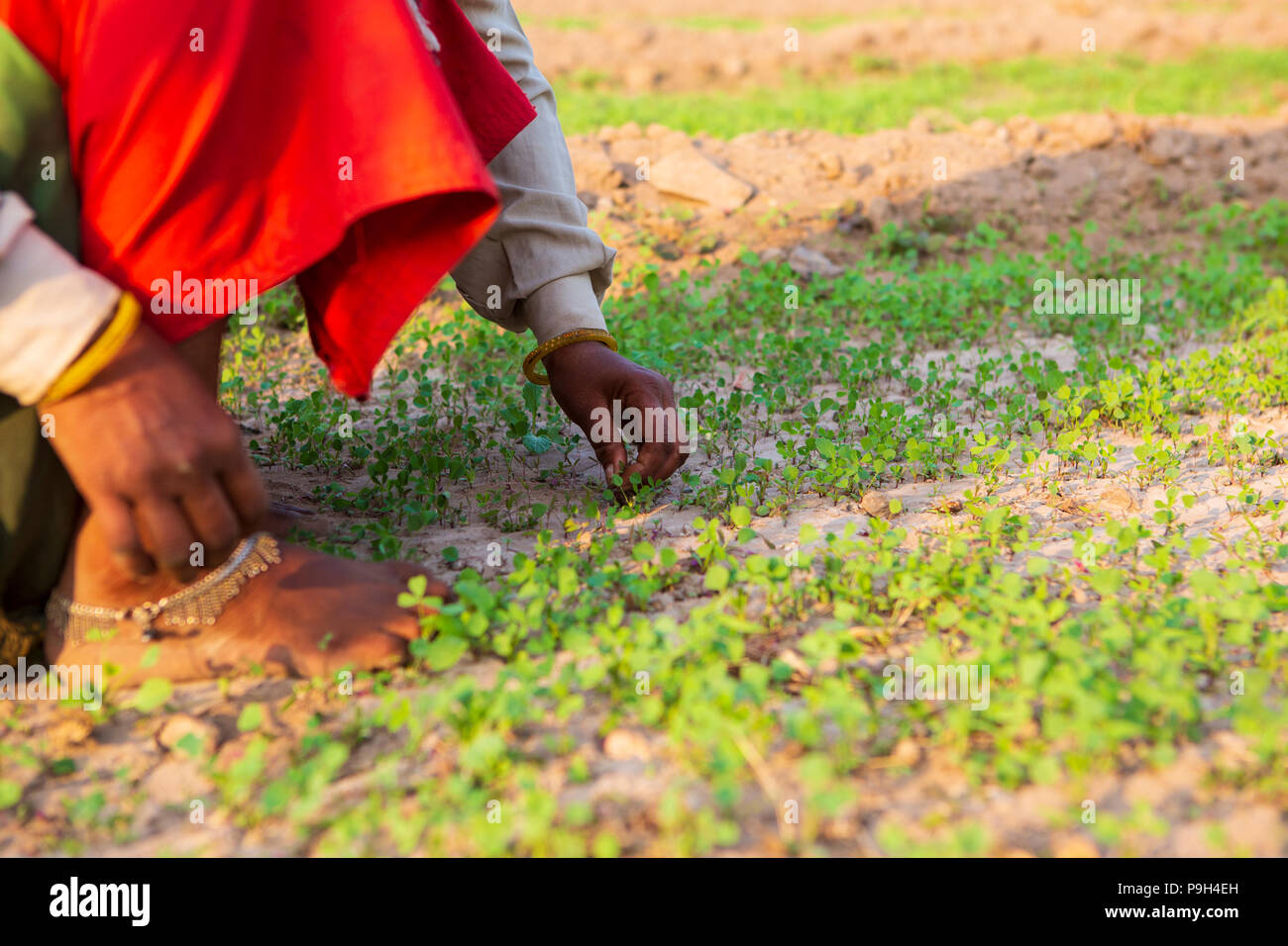 Women weeding in a large field. Stock Photo