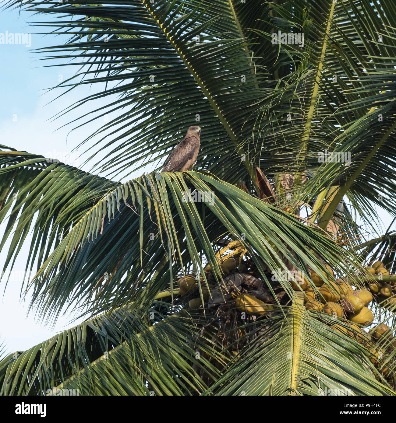 Bird of prey perched at the top of a coconut tree in Tamil Nadu, India Stock Photo