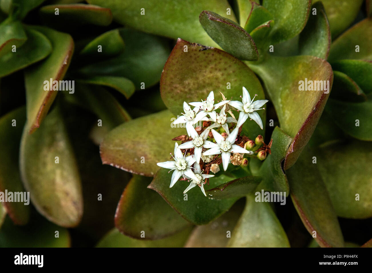 Money or Jade plant with flowers - Crassula ovata Stock Photo