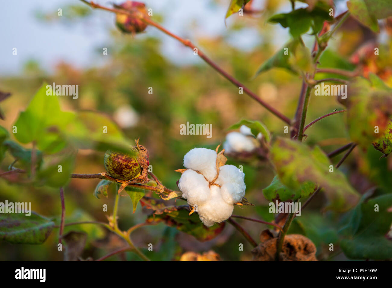An organic cotton ball growing on a cotton plant, India. Stock Photo