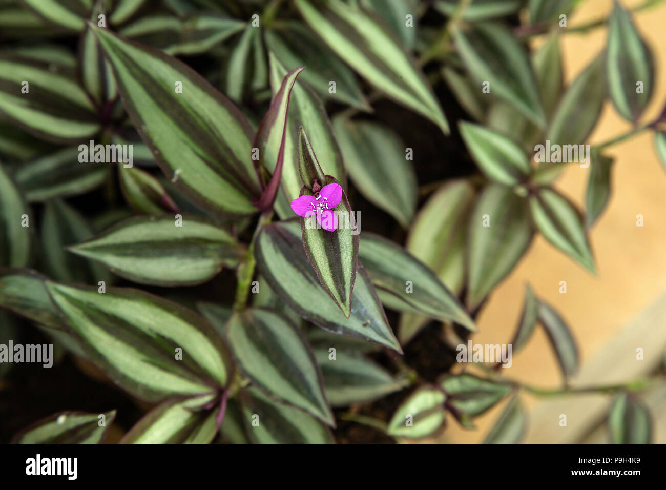 Pink flower of Variegated Tradescantia - wandering sailor Stock Photo